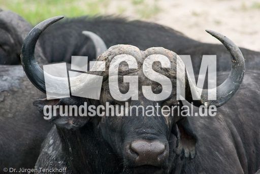 Afrikanischer Büffel (69 von 102).jpg